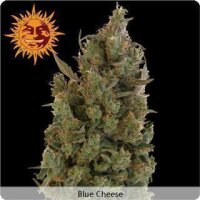Blue Cheese - Barneys Farm 3 Seeds