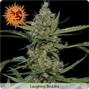 Laughing Buddha Feminised Seeds