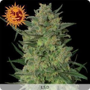 LSD - Barneys Farm 3 Seeds