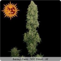 NYC Diesel Auto - Barneys Farm 1 Seed