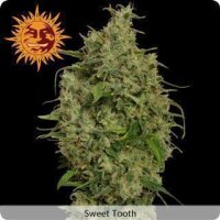 Sweet Tooth - Barneys Farm 1 Seeds