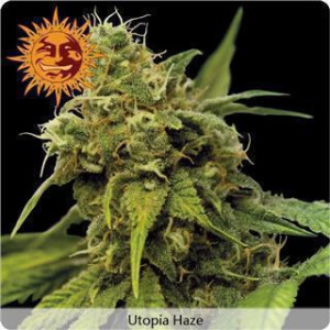 Utopia Haze - Barneys Farm 1 Seed