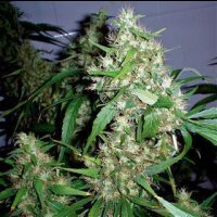 Critical Fast Bud Auto from Seeds66