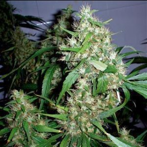 Critical Fast Bud Auto from Seeds66 3 Seeds