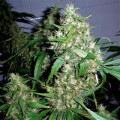 Critical Fast Bud Auto from Seeds66 10 Seeds