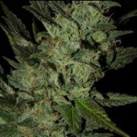 Fruity Auto from Seeds66 5 Seeds