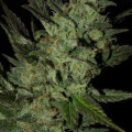 Fruity Auto from Seeds66 10 Seeds