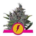 North Thunderfuck from Royal Queen Seeds