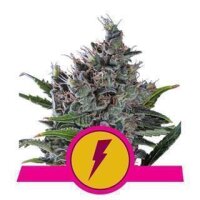 North Thunderfuck from Royal Queen Seeds 10 Seeds