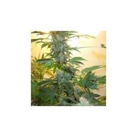 AK48 Auto - Nirvana Seeds - 5 Samen