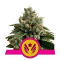 Legendary Punch from Royal Queen Seeds