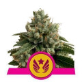 Legendary Punch from Royal Queen Seeds 5 Seeds