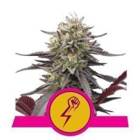 Green Punch from Royal Queen Seeds