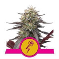 Green Punch from Royal Queen Seeds 5 Seeds