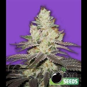 Killer Purps from Bomb Seeds 10 Seeds