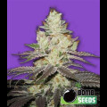 Killer Purps from Bomb Seeds 10 Seeds