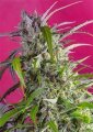 Crystal Candy Auto - Sweet Seeds