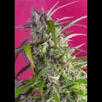 Crystal Candy Auto from Sweet Seeds 25 Seeds