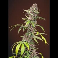 Red Mandarine F1 Fast Version from Sweet Seeds 5 Seeds
