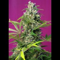 Gorilla Girl from Sweet Seeds 5 Seeds