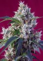 Indigo Berry Kush from Sweet Seeds