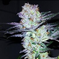 Bubble G Auto from Seeds66 5 Seeds