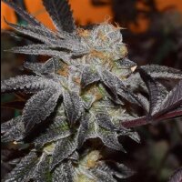 Girl Scout Cookies from Seeds66 5 Seeds