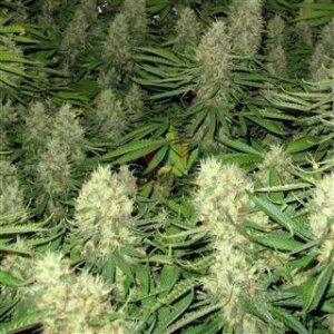 Power Bud from Seeds66 1 Seed