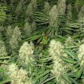 Power Bud from Seeds66 3 Seeds