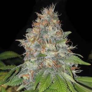 Afghan Auto from Seeds66 - 3 Seeds