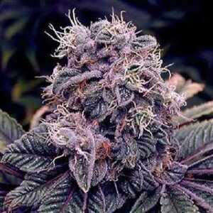 Blueberry Auto from Seeds66 3 Seeds