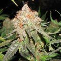Jack Herer Auto from Seeds66 1 Seeds