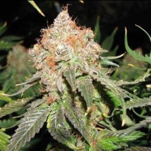 Jack Herer Auto from Seeds66 5 Seeds
