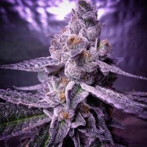 Candyland Peyote from Seeds66 3 Seeds