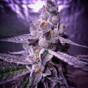 Candyland Peyote from Seeds66 5 Seeds
