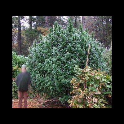 марихуана дерево