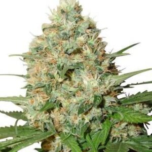 Candy Kush from Seeds66 1 Seed