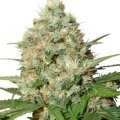 Candy Kush from Seeds66 3 Seeds