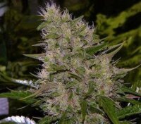 CBD Critical Mass Auto - Seeds66