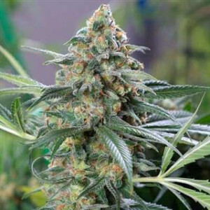 CBD Cheese Auto from Seeds66 3 Seeds