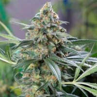 CBD Cheese Auto from Seeds66 5 Seeds