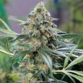 CBD Cheese Auto from Seeds66 10 Seeds