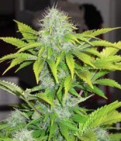 CBD White Widow Auto - Seeds66