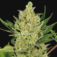 Strawberry Cheese Auto from Seeds66 5 Seeds