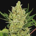 Strawberry Cheese Auto from Seeds66 10 Seeds