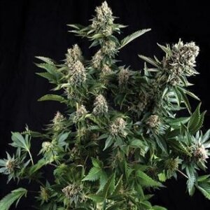 White Widow from Seeds66 1 Seed