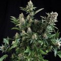 White Widow from Seeds66 3 Seeds