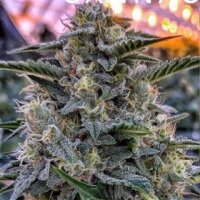 Bruce Banner Auto from Seeds66 3 Seeds