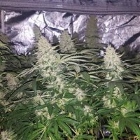 Critical Kush from Seeds66 1 Seed