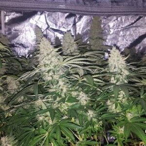 Critical Kush from Seeds66 3 Seeds